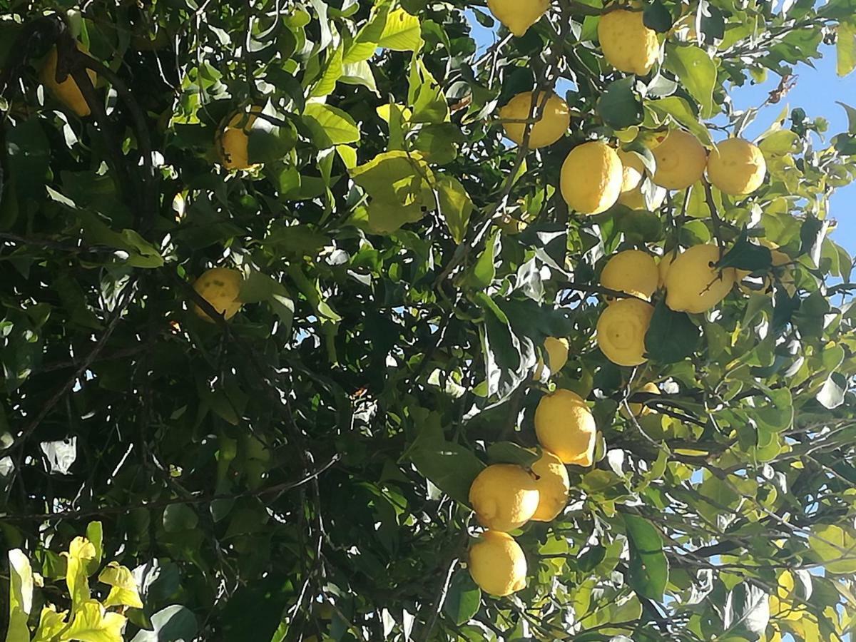 Willa Odori Di Zagara Caltanissetta Zewnętrze zdjęcie